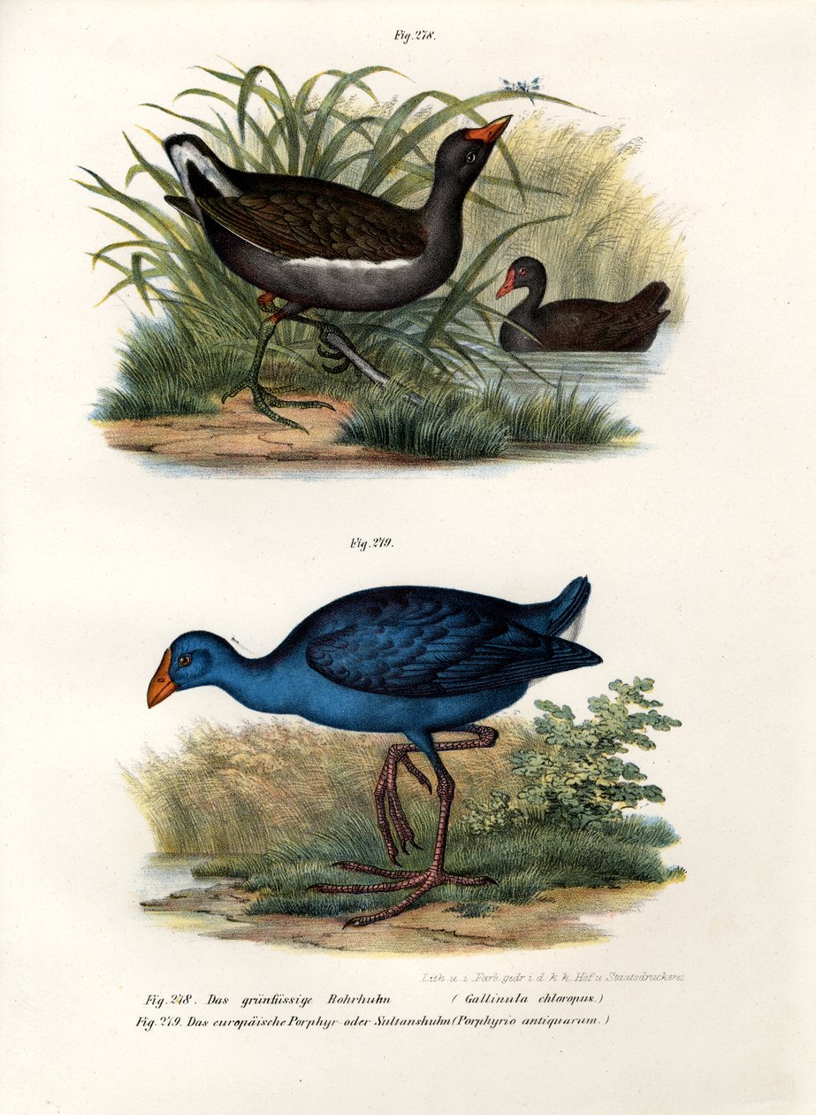 Common Moorhen by German School