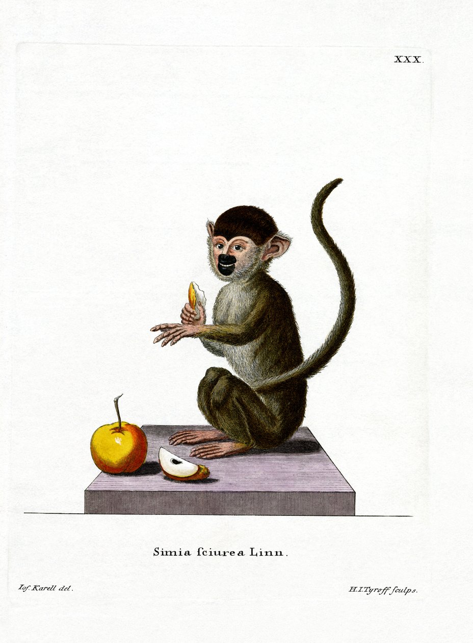 Common Squirrel Monkey by German School