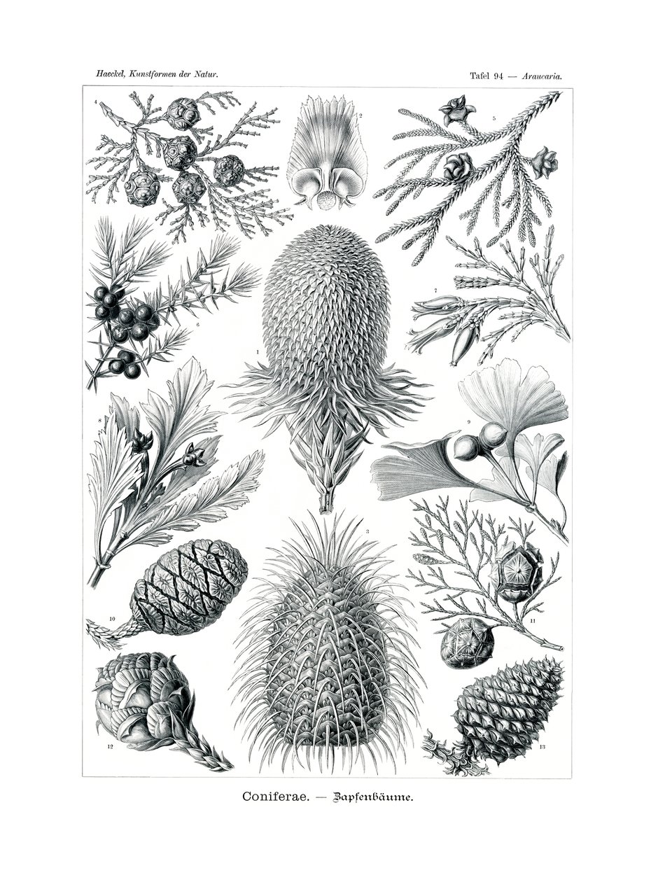 Coniferae by German School