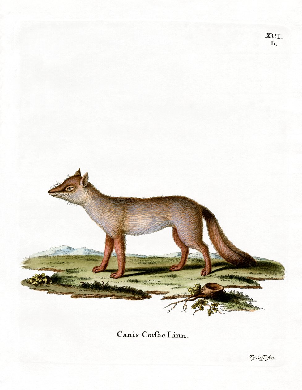 Corsac Fox by German School
