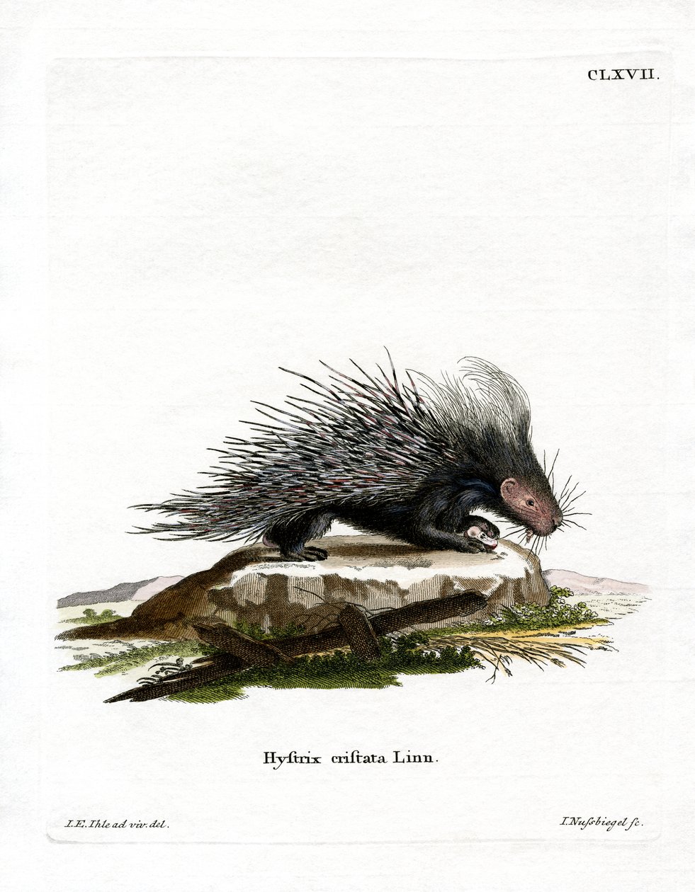 Crested Porcupine by German School