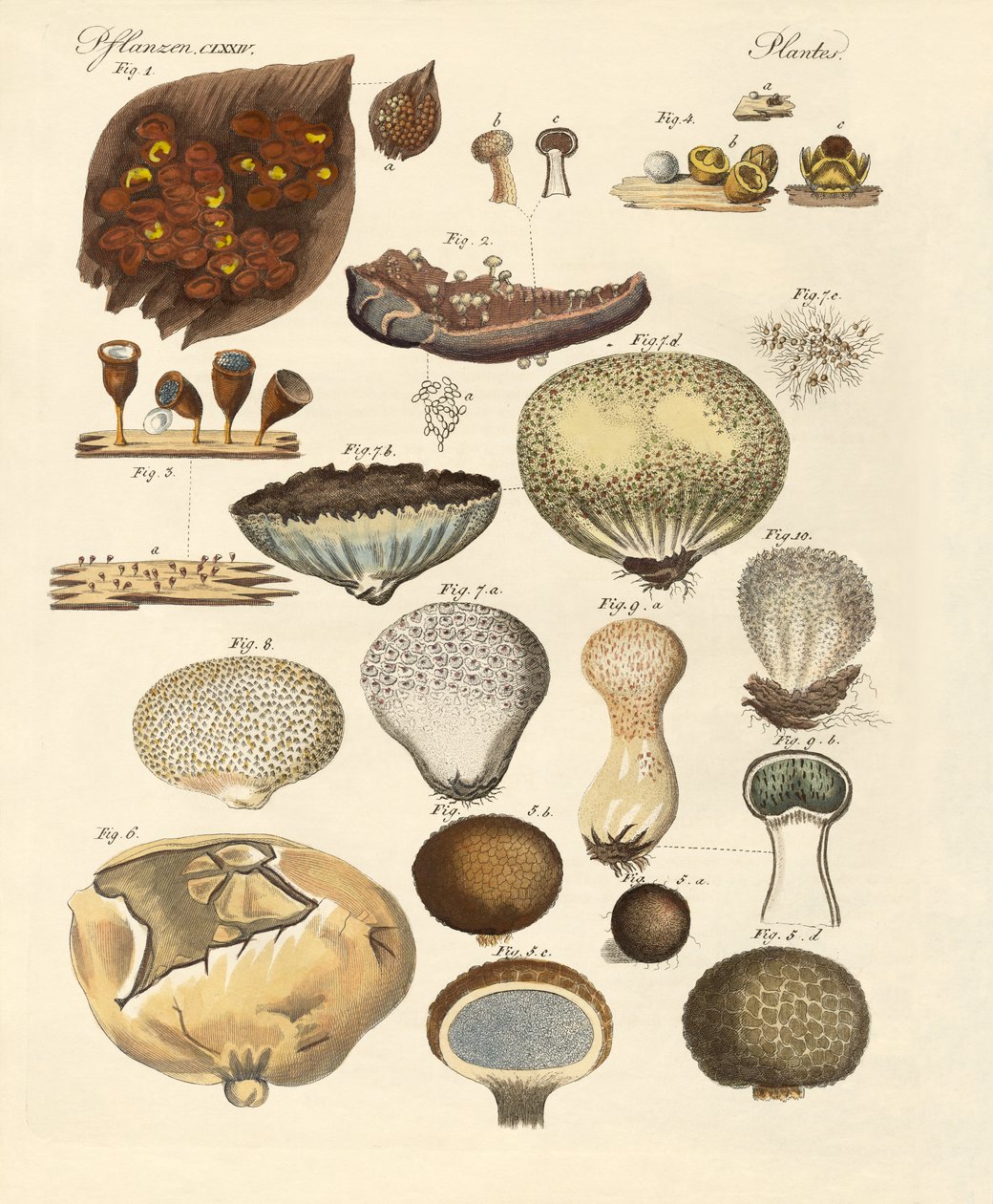 Cryptogram Plants by German School