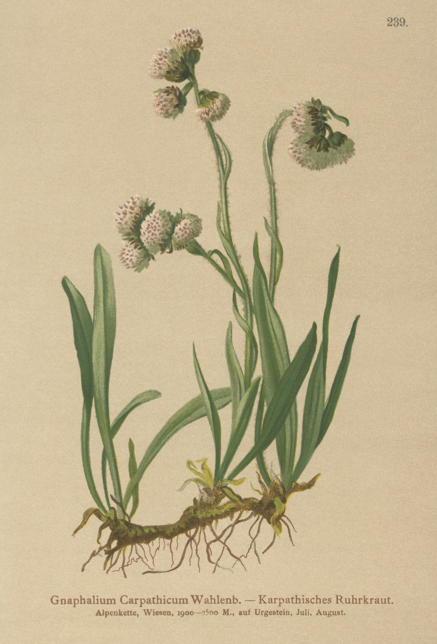 Cudweed by German School