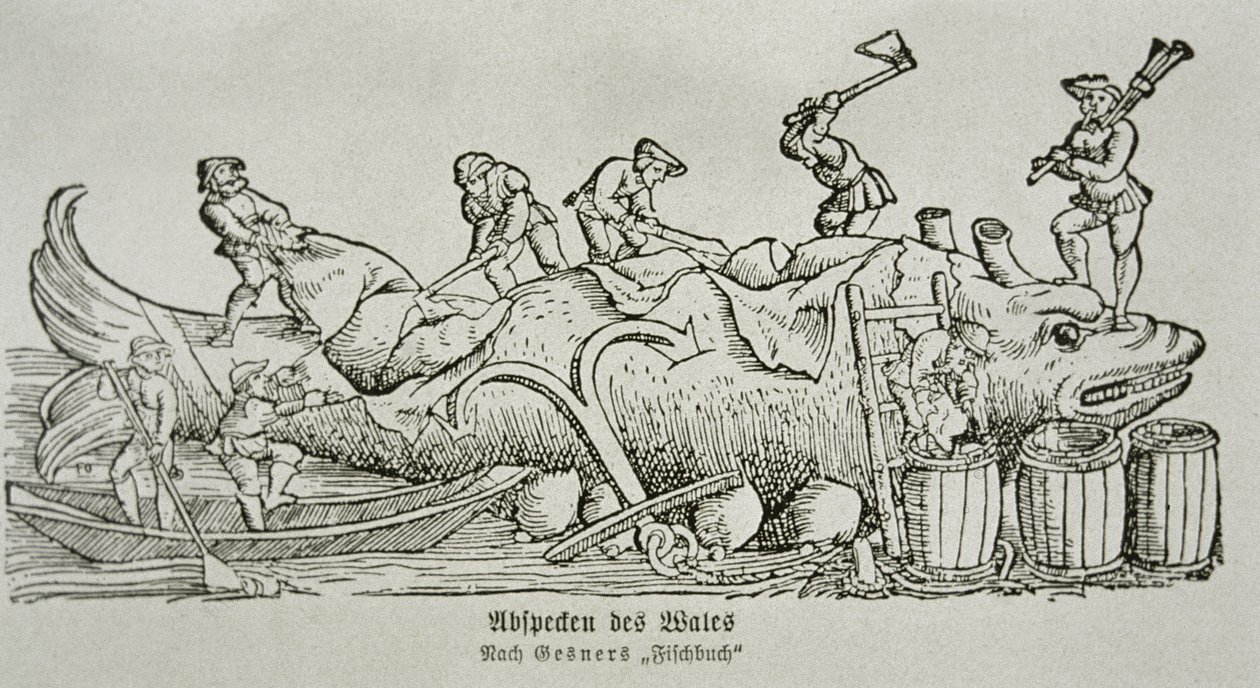 Cutting Up a Whale by German School