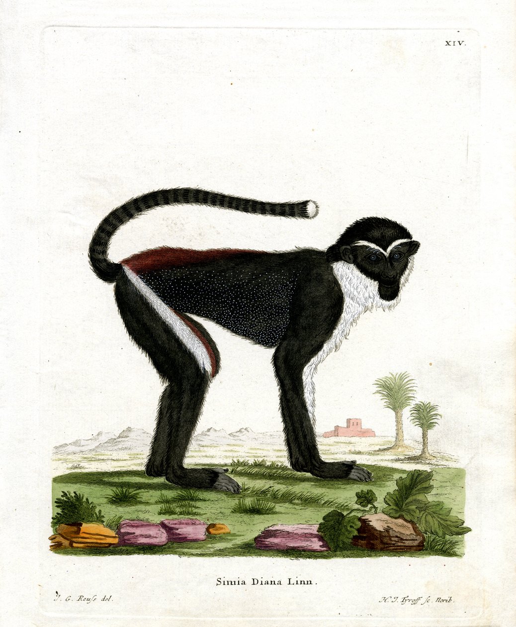 Diana Monkey by German School