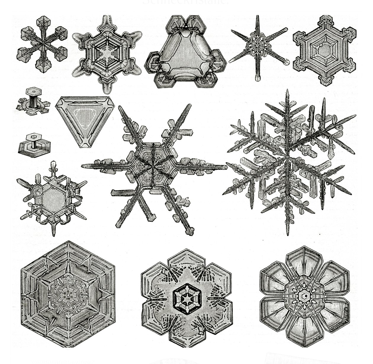 Different forms of snowflakes by German School