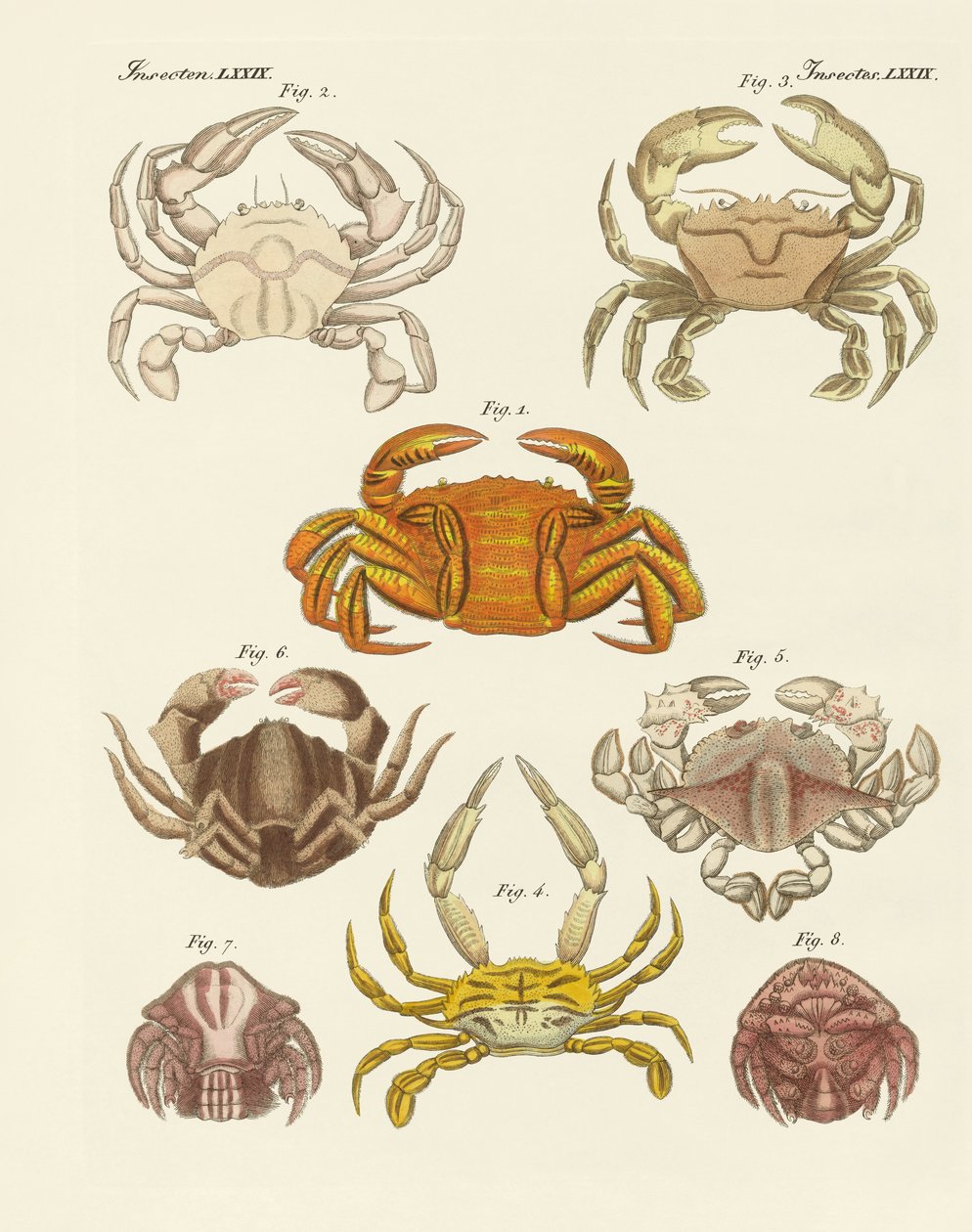 Different Kinds of Crabs by German School