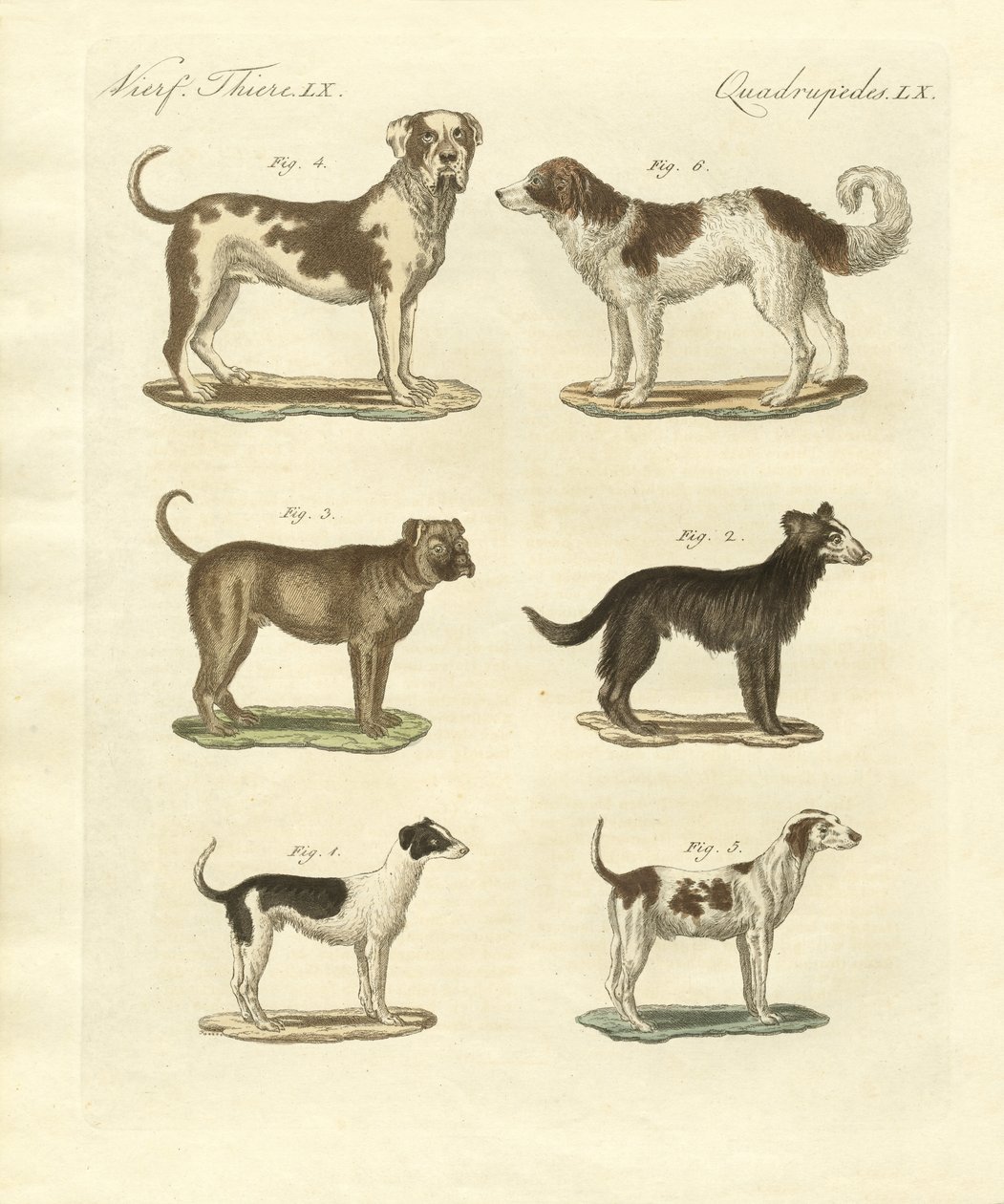 Different Kinds of Dogs by German School