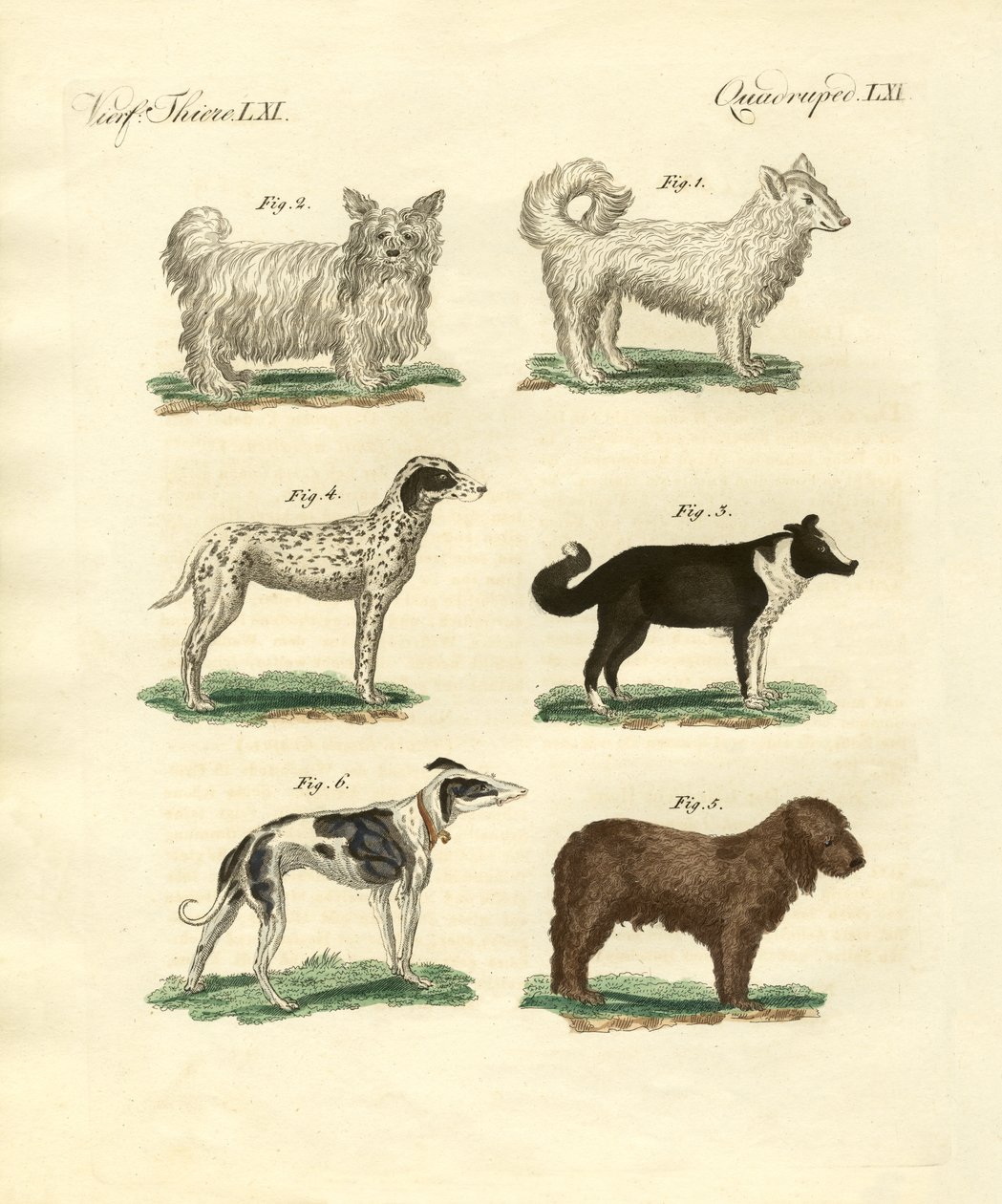 Different Kinds of Dogs by German School
