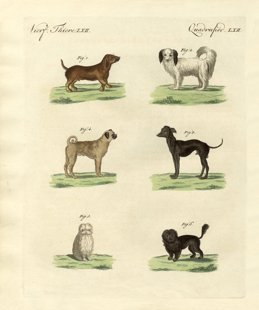 Different Kinds of Dogs by German School