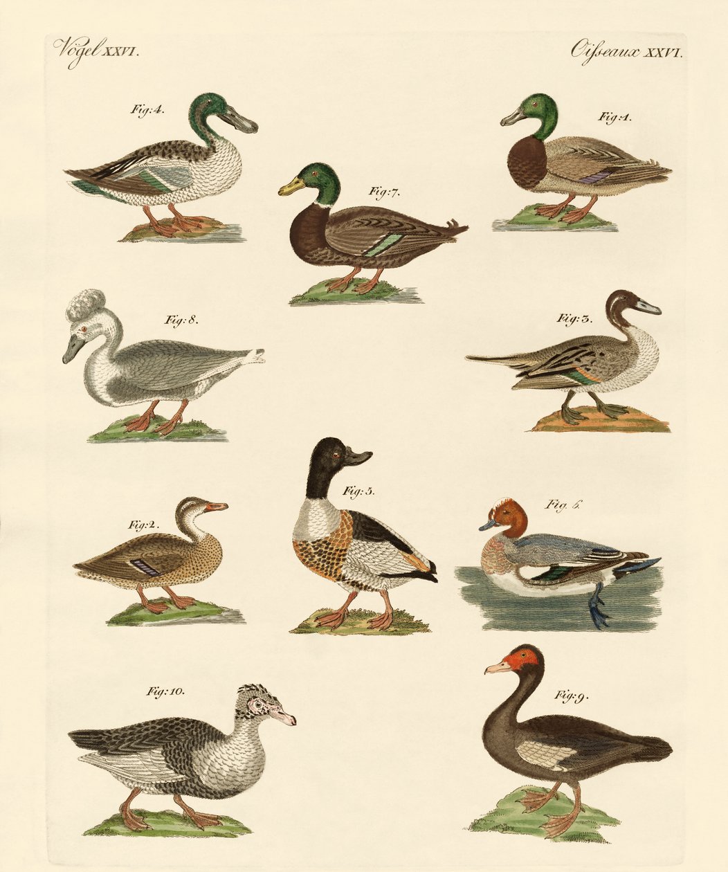Different Kinds of Ducks by German School