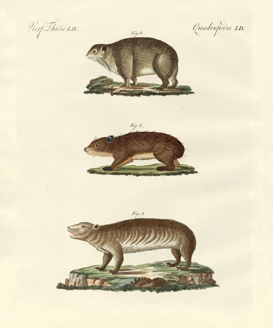 Different Kinds of Fat Animals by German School