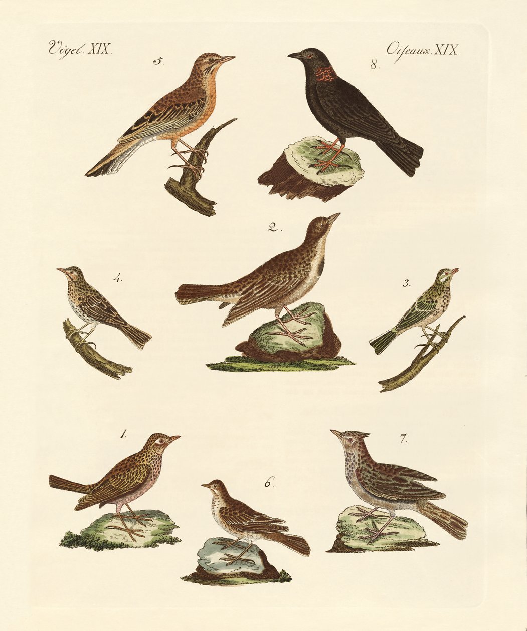 Different Kinds of Larks by German School