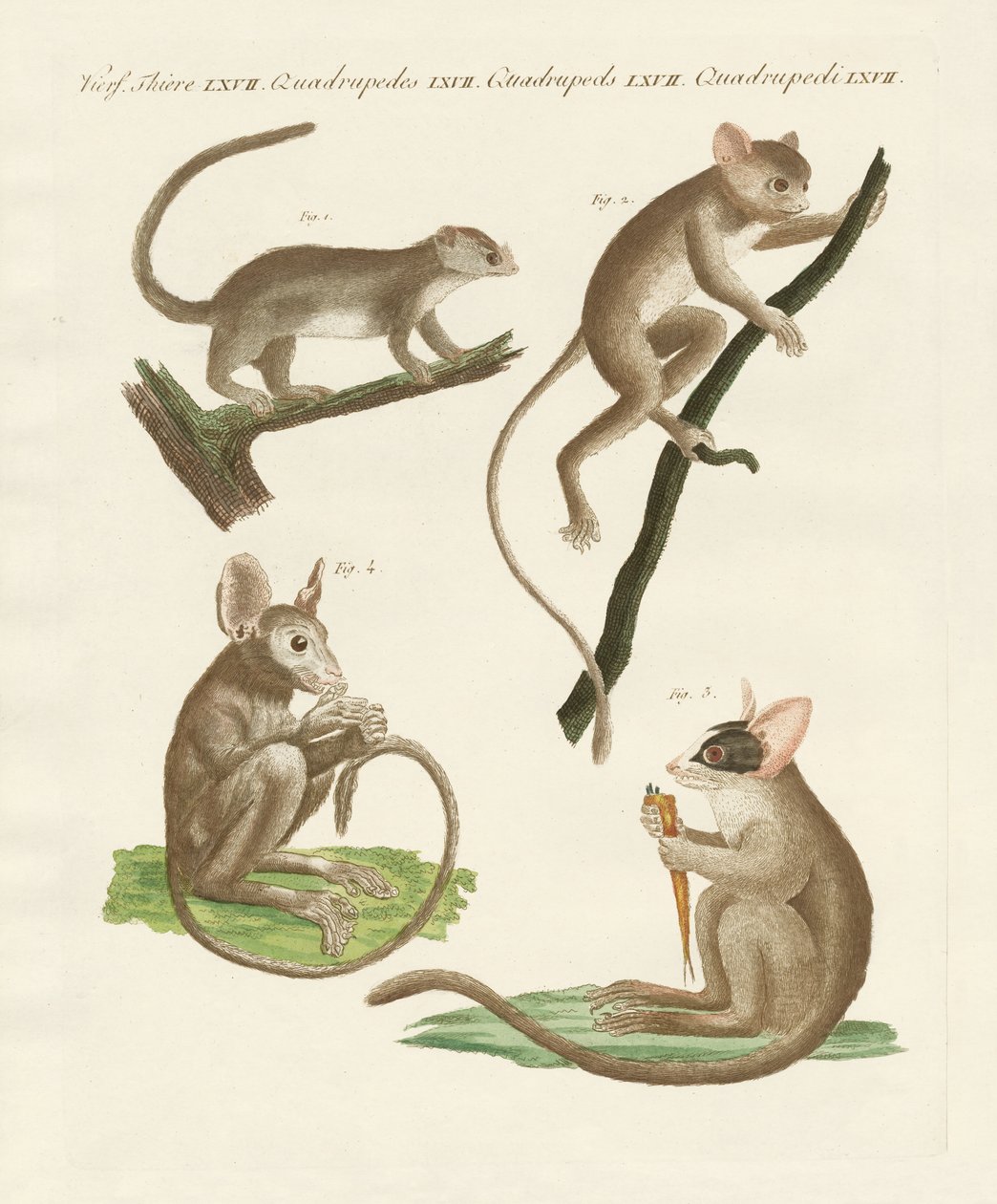Different Kinds of Lemurs by German School