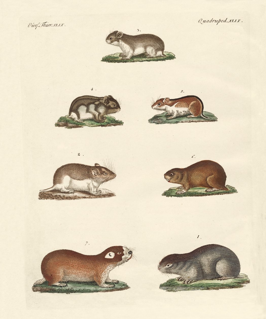 Different Kinds of Mice by German School