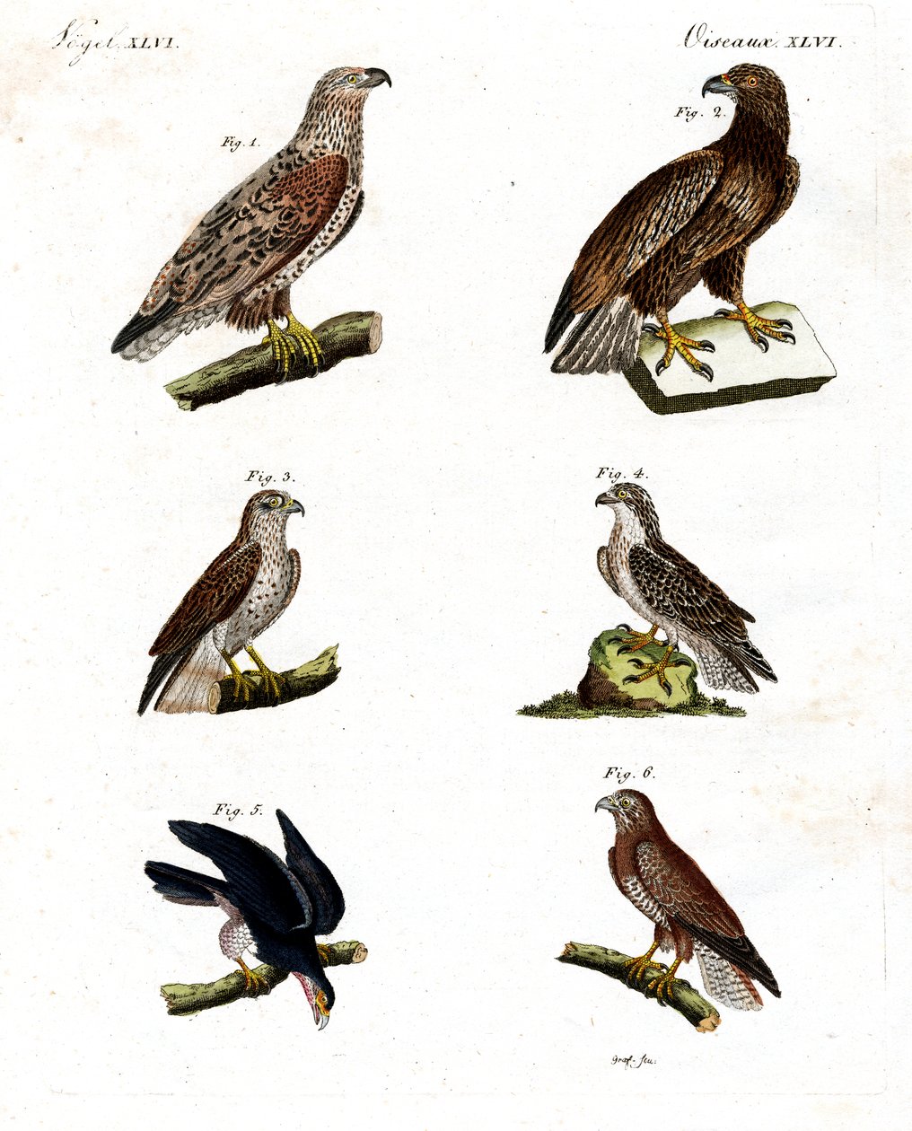Different kinds of raptors by German School