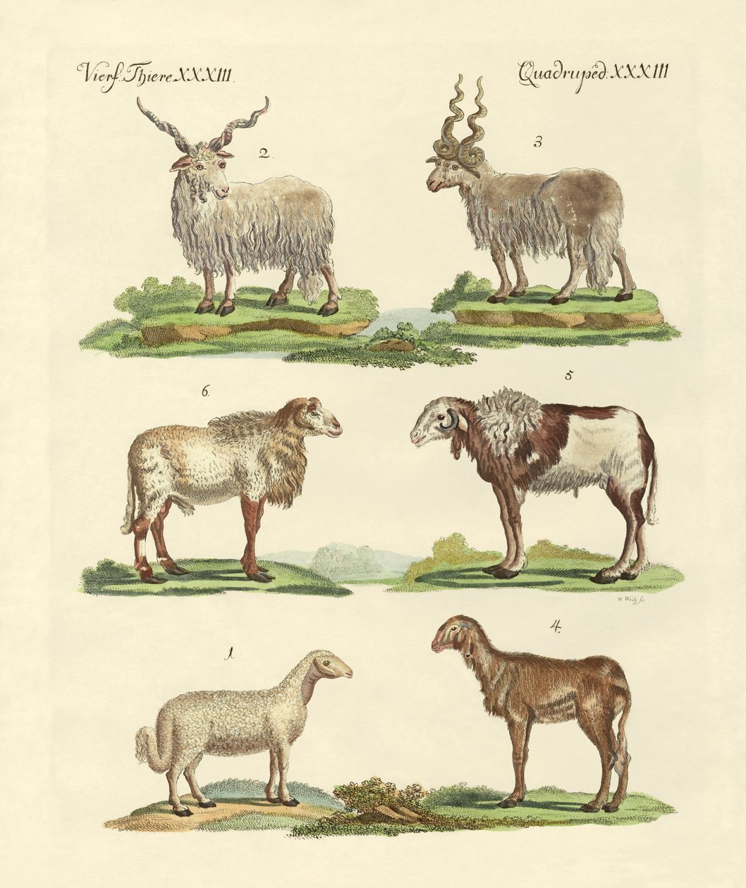 Different Kinds of Sheep by German School