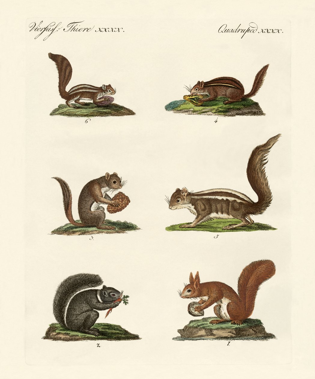 Different Kinds of Squirrels by German School