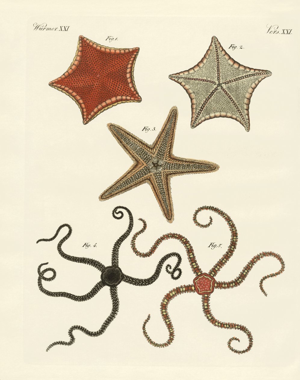 Different Kinds of Starfish by German School