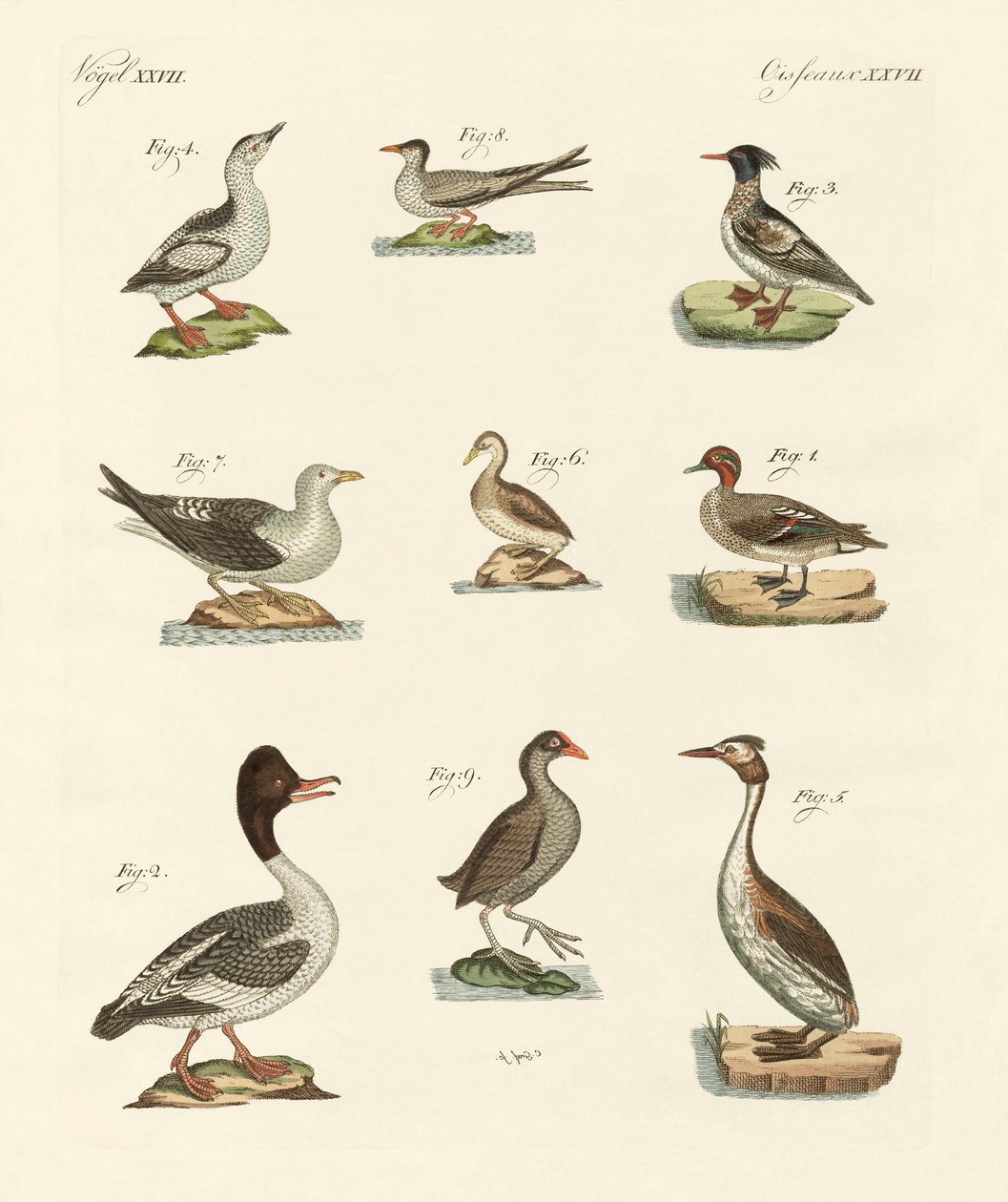 Different Kinds of Waterbirds by German School