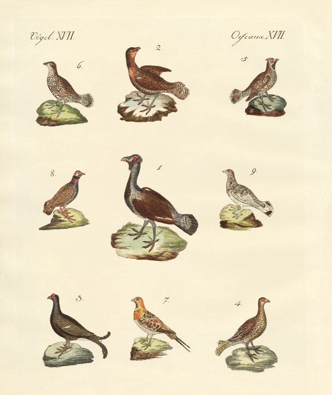 Different Kinds of Woodhens by German School