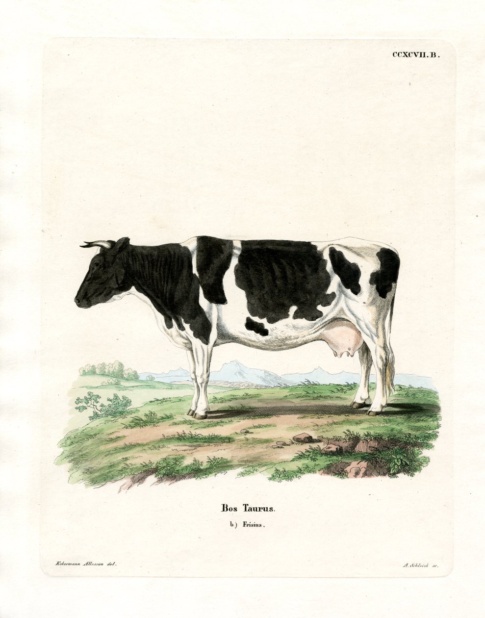 Domestic Cattle by German School