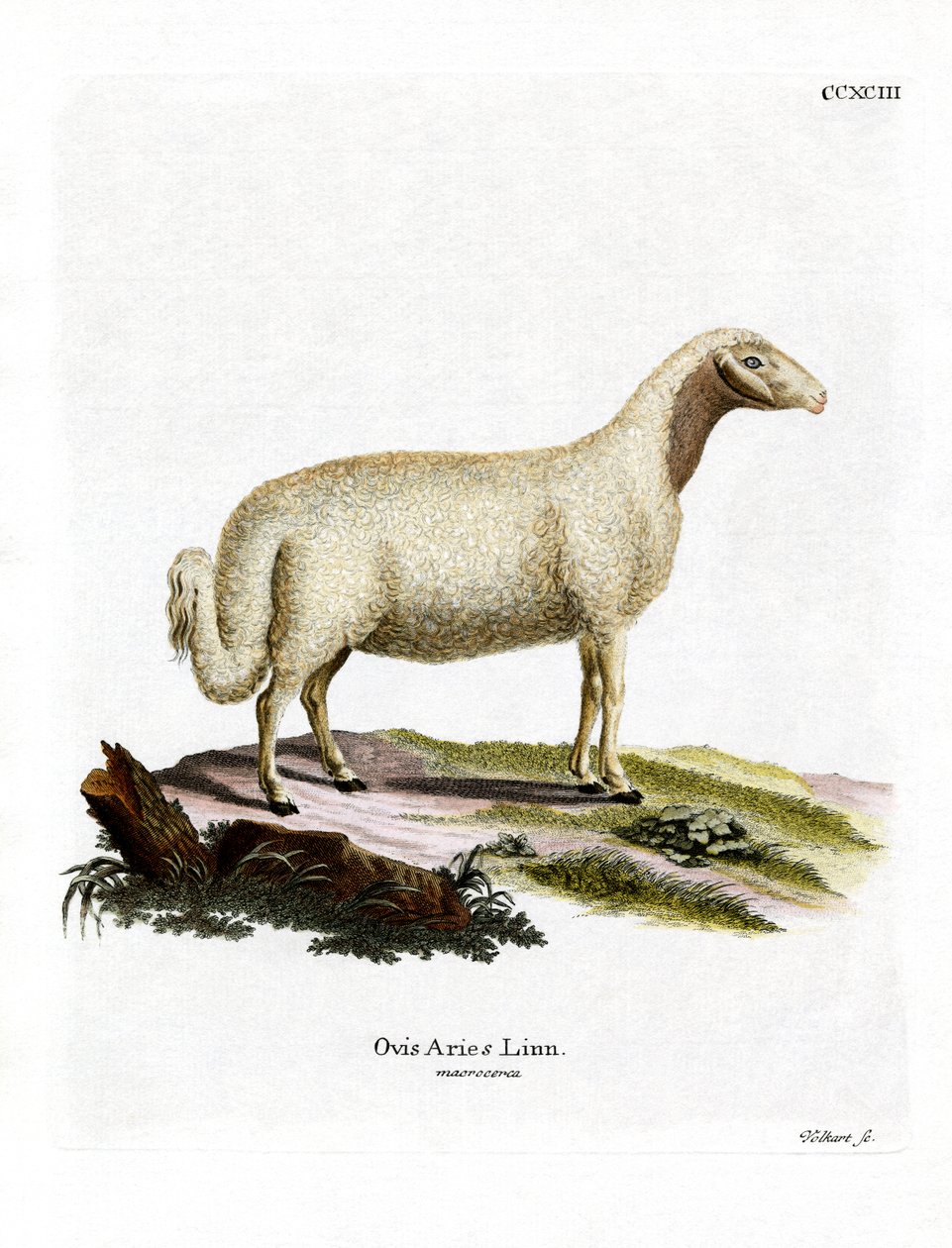 Domestic Sheep by German School