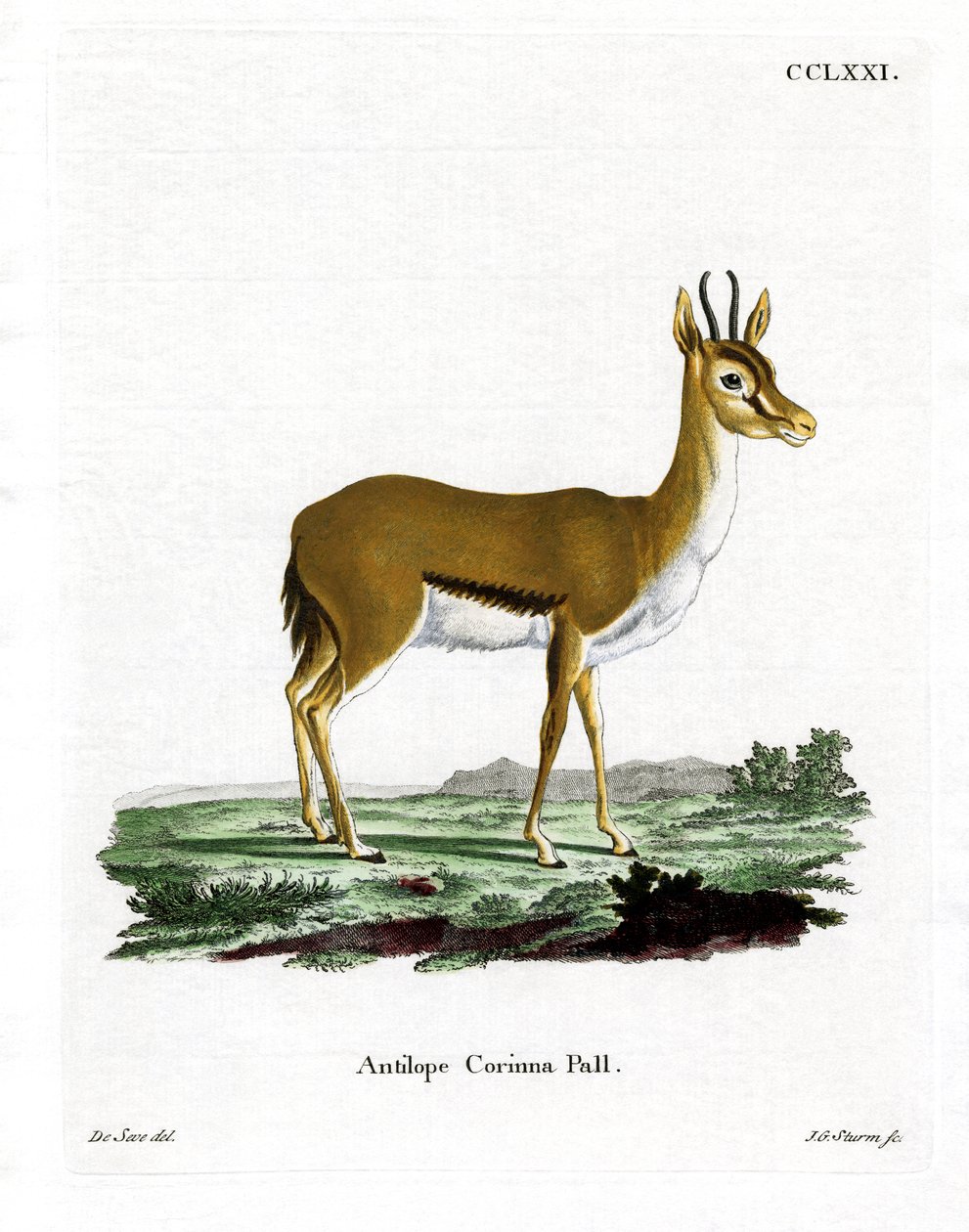 Dorcas Gazelle by German School