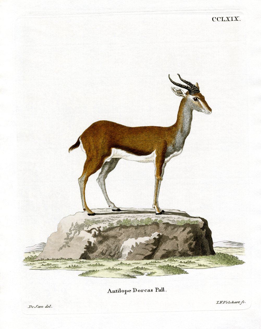 Dorcas Gazelle by German School
