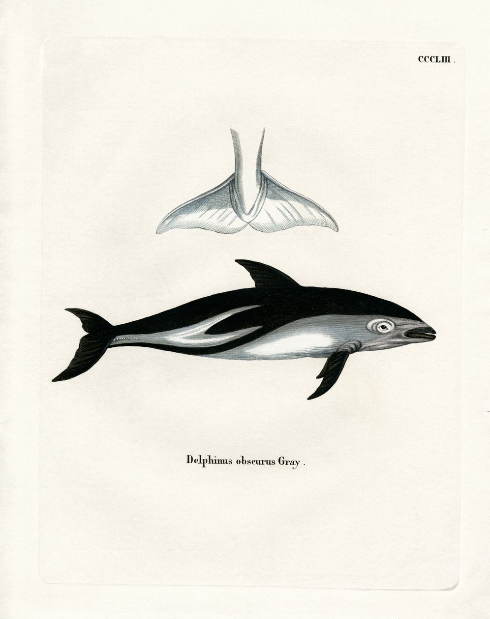 Dusky Dolphin by German School