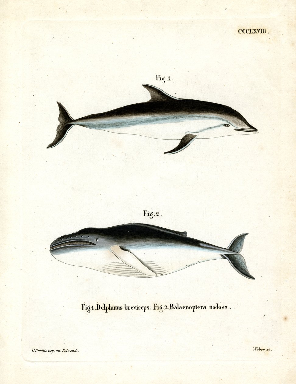 Dusky Dolphin by German School