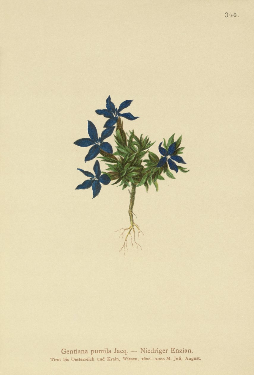 Dwarf Gentian by German School