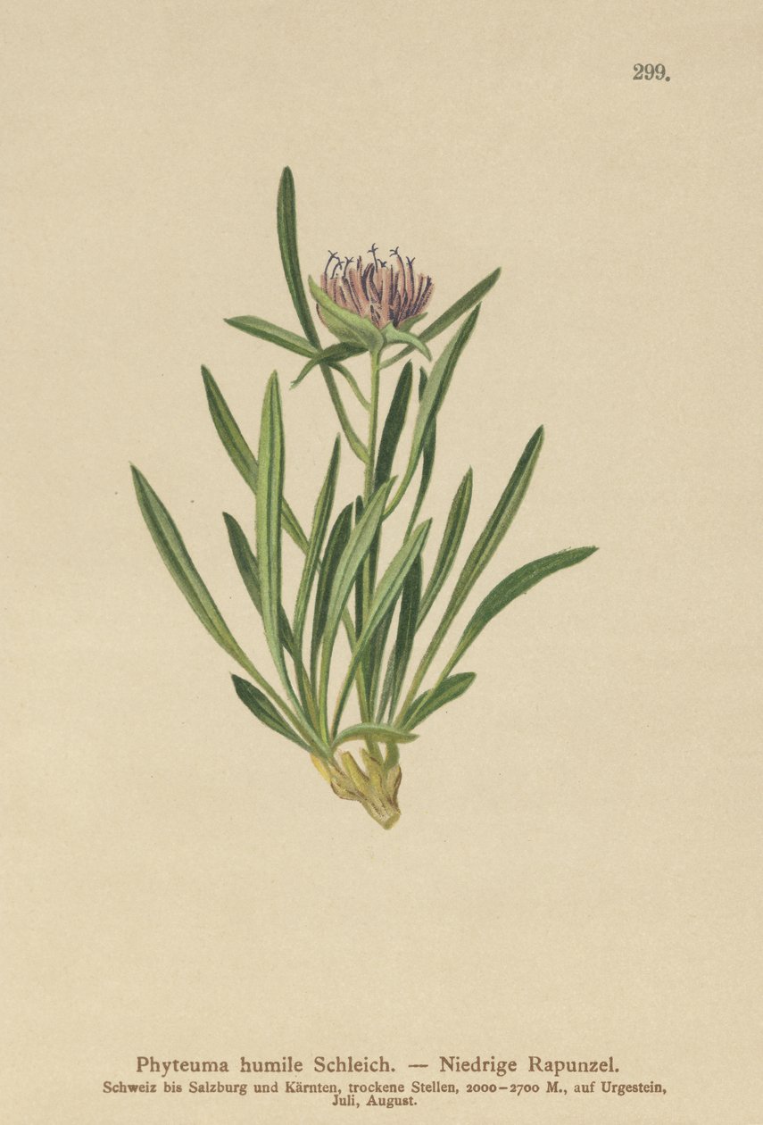 Dwarf Rampion by German School