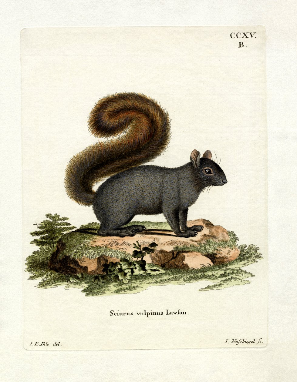 Eastern Fox Squirrel by German School
