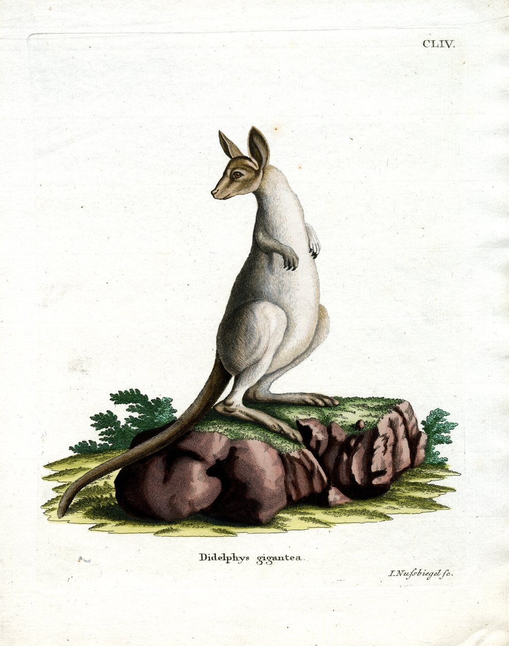 Eastern Grey Kangaroo by German School