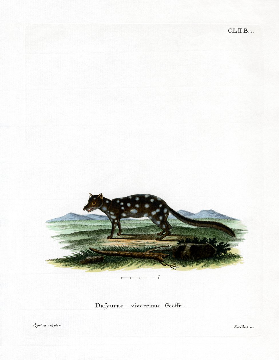 Eastern Quoll by German School