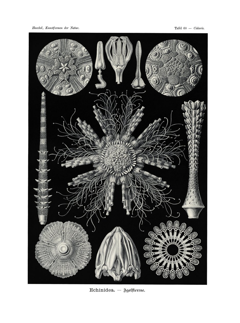 Echinidea by German School