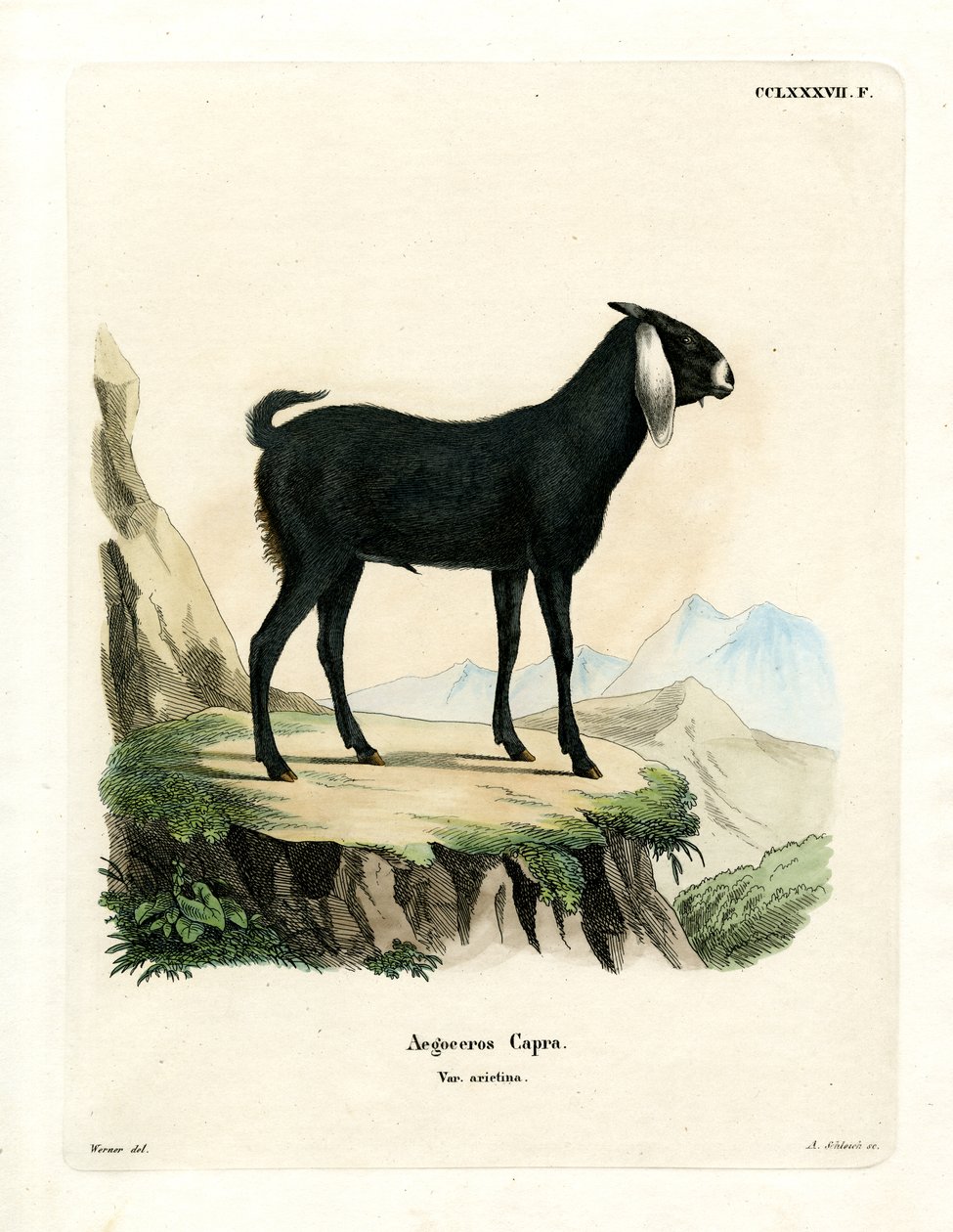 Egyptian Goat by German School