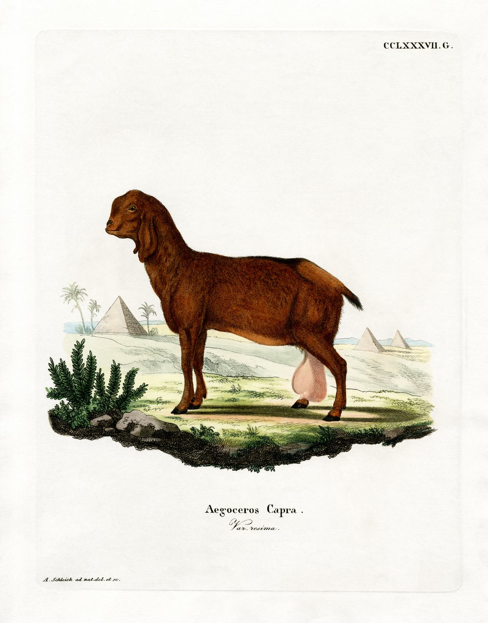 Egyptian Goat by German School