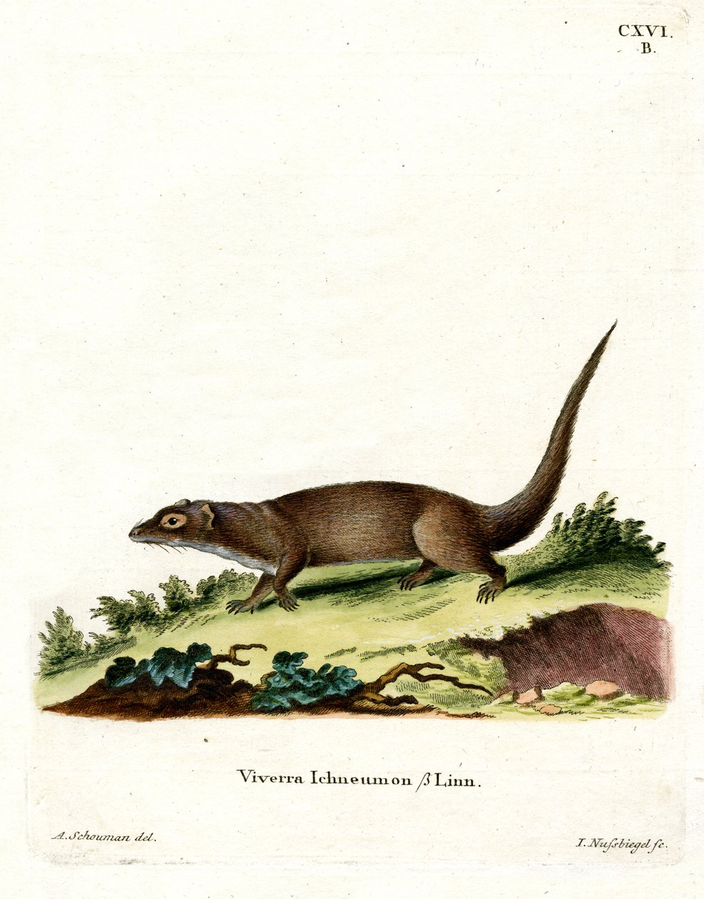 Egyptian Mongoose by German School