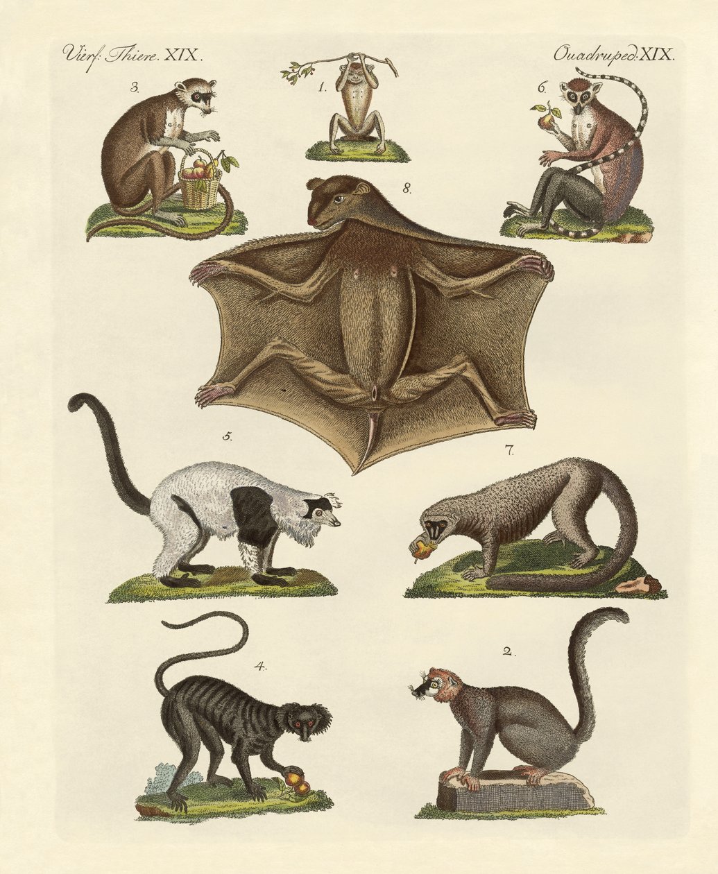 Eight Kinds of Lemurs by German School