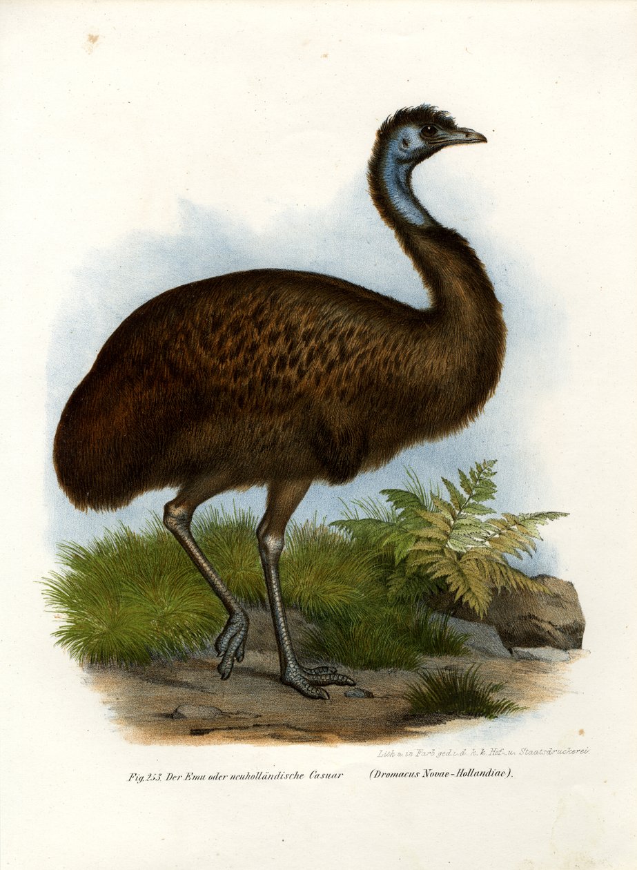 Emu by German School