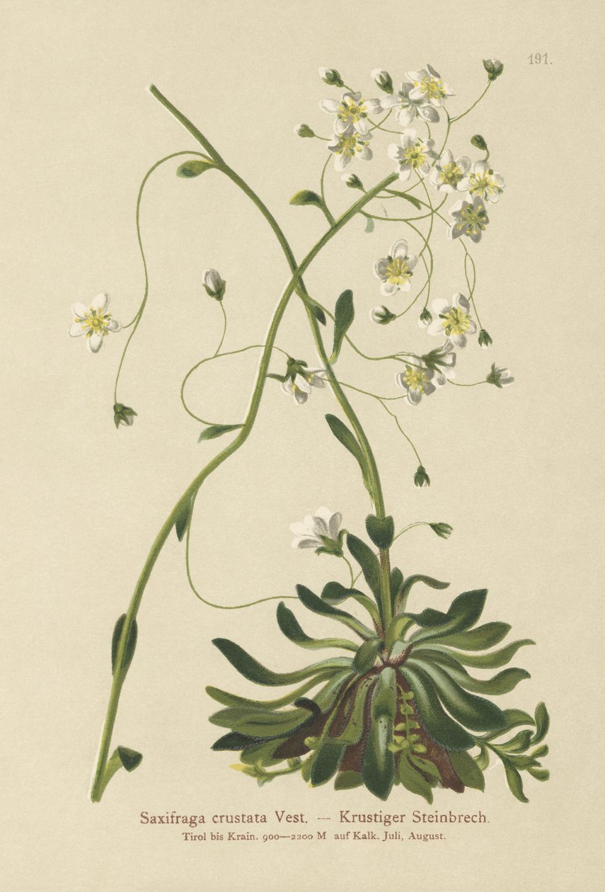 Encrusted Saxifrage by German School