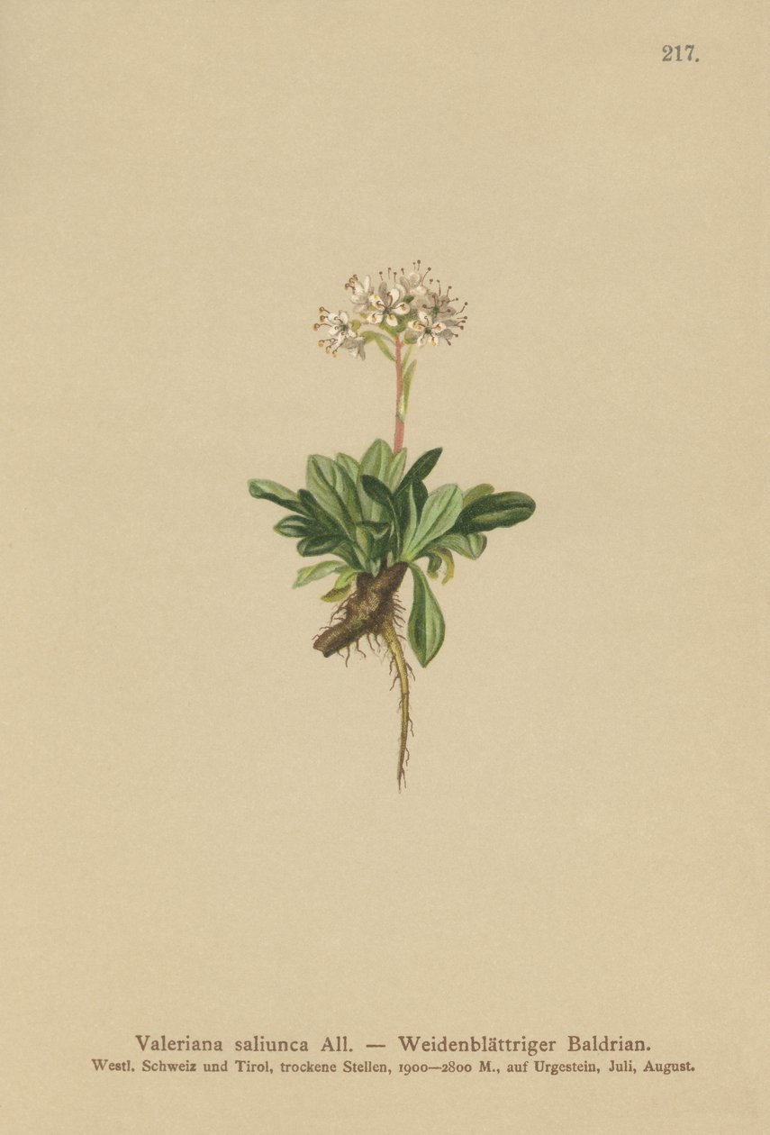 Entire Leaved Valerian by German School