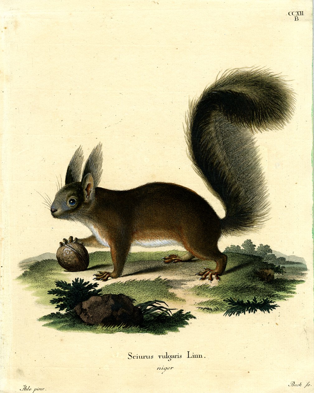 Eurasian Red Squirrel by German School