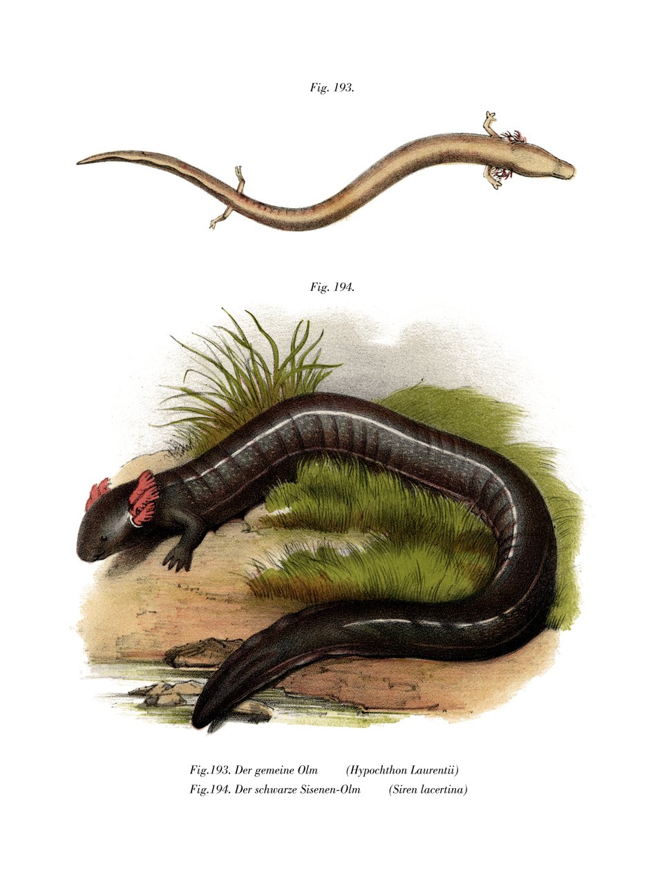 European Olm by German School
