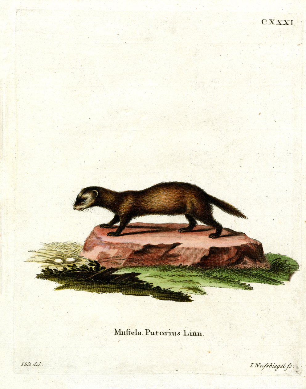 European Polecat by German School