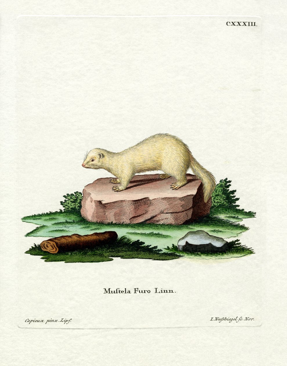 Ferret by German School