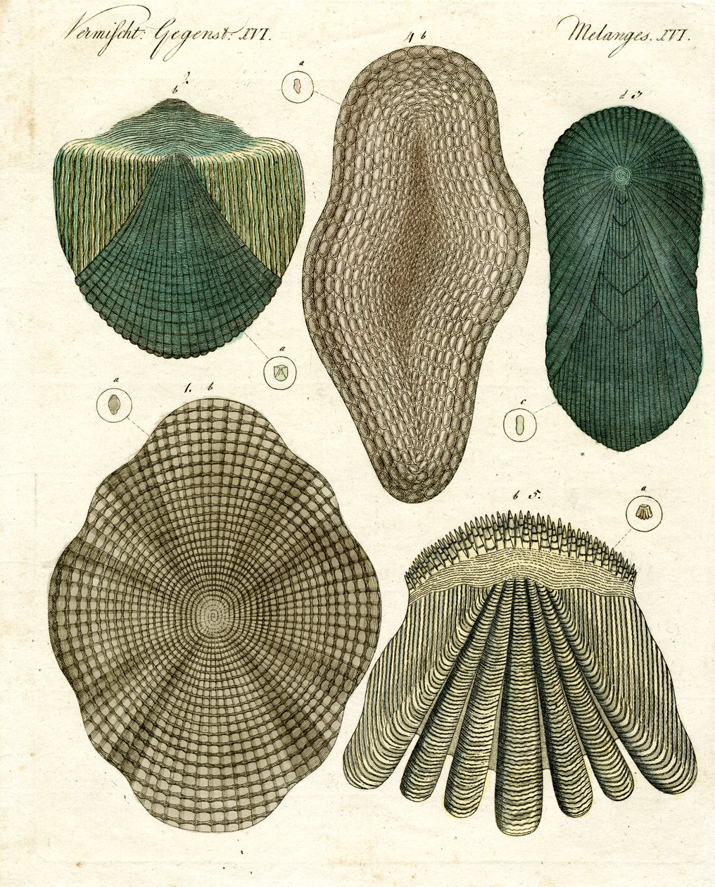 Fish Scales by German School