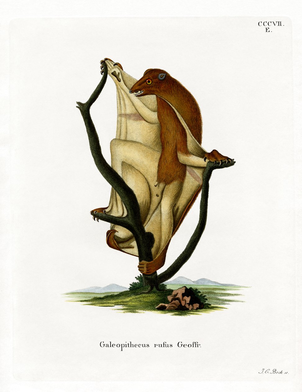 Flying Lemur by German School